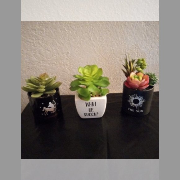 3 Pc Succulents bundle Set - Picture 1 of 4